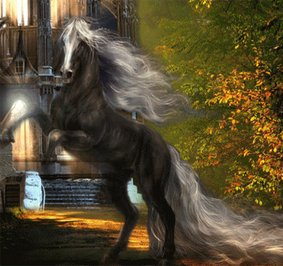 027 - Zvířátka - kůň