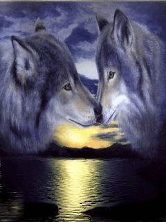 041 - Zvířátka - vlci
