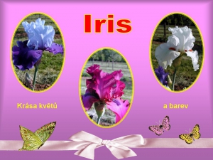 005 Iris - kr&aacute;sa květů a barev