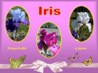 005 Iris - kr&aacute;sa květů a barev